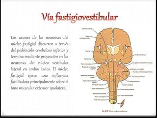 Los axones de las neuronas del
núcleo fastigial discurren a través
del pedúnculo cerebeloso inferior y
termina mediante proyección en las
neuronas del núcleo vestibular
lateral en ambos lados. El núcleo
fastigial ejerce una influencia
facilitadora principalmente sobre el
tono muscular extensor ipsolateral.
 