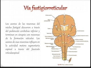 Los axones de las neuronas del
núcleo fastigial discurren a través
del pedúnculo cerebeloso inferior y
terminan en sinapsis con neuronas
de la formación reticular. Los
axones de esas neuronas influyen en
la actividad motora segmentaria
espinal a través del fascículo
reticuloespinal
 
