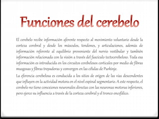 El cerebelo recibe información aferente respecto al movimiento voluntario desde la
corteza cerebral y desde los músculos, tendones, y articulaciones, además de
información referente al equilibrio proveniente del nervio vestibular y también
información relacionada con la visión a través del fascículo tectocerebeloso. Toda esa
información es introducida en los circuitos cerebelosos corticales por medio de fibras
musgosas y fibras trepadoras y convergen en las células de Purkinje.
La eferencia cerebelosa es conducida a los sitios de origen de las vías descendentes
que influyen en la actividad motora en el nivel espinal segmentario. A este respecto, el
cerebelo no tiene conexiones neuronales directas con las neuronas motoras inferiores,
pero ejerce su influencia a través de la corteza cerebral y el tronco encefálico.
 
