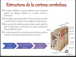 0 La corteza cerebelosa se puede considerar como una lamina
grande con pliegues situados en el plano coronal o
transversal.
0 Cada pliegue, denominado folia o lamina, contiene un centro
de materia blanca cubierto en la superficie de sustancia gris
0 Una sección del cerebelo paralela al plano media divide las
folia en ángulo recto, y el corte tiene un aspecto ramificado el
llamado árbol de la vida
0 La sustancia gris de la corteza tiene una estructura uniforme
en toda su extensión. Se puede dividir en tres capas:
Capa
molecular
Capa de células de
Purkinje
Capa
granular
 
