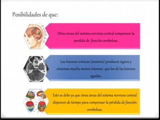 Posibilidades de que:
Otras áreas del sistema nervioso central compensen la
perdida de función cerebelosa.
Las lesiones crónicas (tumores) producen signos y
síntomas mucho menos intensos que los de las lesiones
agudas.
Esto se debe ya que otras áreas del sistema nervioso central
disponen de tiempo para compensar la pérdida de función
cerebelosa.
 
