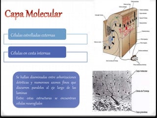 Se hallan diseminadas entre arborizaciones
detríticas y numerosos axones finos que
discurren paralelos al eje largo de las
laminas
Entre estas estructuras se encuentran
células neurogliales
Células estrelladas externas
Células en cesta internas
 