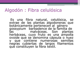 Algodón : Fibra celulósica
Es una fibra natural, celulósica, se
extrae de las plantas algodoneras que
botánicamente pertenecen al género
gossypium barbadence de la familia de
las malváceas. Son plantas
herbáceas, cuyo fruto es una ampolla
ovoide que se denomina cápsula o nuez
y que contiene numerosas semillas
negras cubiertas de largos filamentos
que constituyen la fibra textil.
 