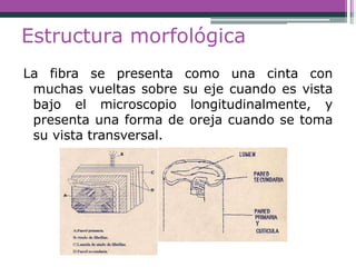 Estructura morfológica
La fibra se presenta como una cinta con
muchas vueltas sobre su eje cuando es vista
bajo el microscopio longitudinalmente, y
presenta una forma de oreja cuando se toma
su vista transversal.
 