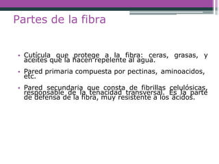 Partes de la fibra
• Cutícula que protege a la fibra: ceras, grasas, y
aceites que la hacen repelente al agua.
• Pared primaria compuesta por pectinas, aminoacidos,
etc.
• Pared secundaria que consta de fibrillas celulósicas,
responsable de la tenacidad transversal. Es la parte
de defensa de la fibra, muy resistente a los ácidos.
 