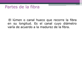 Partes de la fibra
El lúmen o canal hueco que recorre la fibra
en su longitud. Es el canal cuyo diámetro
varía de acuerdo a la madurez de la fibra.
 
