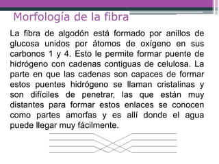Morfología de la fibra
La fibra de algodón está formado por anillos de
glucosa unidos por átomos de oxígeno en sus
carbonos 1 y 4. Esto le permite formar puente de
hidrógeno con cadenas contiguas de celulosa. La
parte en que las cadenas son capaces de formar
estos puentes hidrógeno se llaman cristalinas y
son difíciles de penetrar, las que están muy
distantes para formar estos enlaces se conocen
como partes amorfas y es allí donde el agua
puede llegar muy fácilmente.
 
