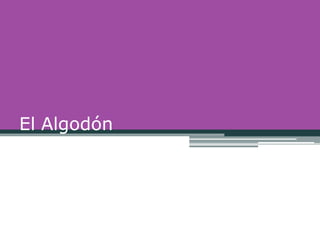El Algodón
 