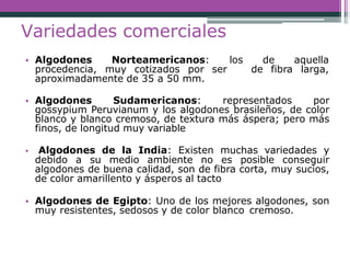 Variedades comerciales
• Algodones Norteamericanos:
procedencia, muy cotizados por ser
los de aquella
de fibra larga,
aproximadamente de 35 a 50 mm.
• Algodones Sudamericanos: representados por
gossypium Peruvianum y los algodones brasileños, de color
blanco y blanco cremoso, de textura más áspera; pero más
finos, de longitud muy variable
• Algodones de la India: Existen muchas variedades y
debido a su medio ambiente no es posible conseguir
algodones de buena calidad, son de fibra corta, muy sucios,
de color amarillento y ásperos al tacto
• Algodones de Egipto: Uno de los mejores algodones, son
muy resistentes, sedosos y de color blanco cremoso.
 