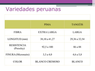 Variedades peruanas
PIMA TANGÜIS
FIBRA EXTRA LARGA LARGA
LONGITUD (mm) 38,10 a 41,27 29,36 a 32,54
RESISTENCIA
(Pressley)
92,5 a 100 86 a 88
FINURA (Micronaire) 3,3 a 4,0 4,6 a 5,8
COLOR BLANCO CREMOSO BLANCO
 