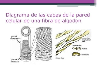 Diagrama de las capas de la pared
celular de una fibra de algodon
 