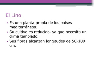 El Lino
• Es una planta propia de los países
mediterráneos.
• Su cultivo es reducido, ya que necesita un
clima templado.
• Sus fibras alcanzan longitudes de 50-100
cm.
 