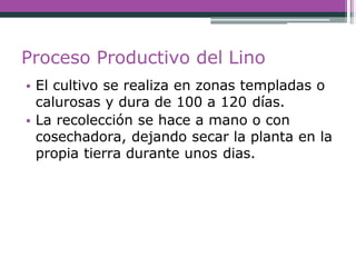 Proceso Productivo del Lino
• El cultivo se realiza en zonas templadas o
calurosas y dura de 100 a 120 días.
• La recolección se hace a mano o con
cosechadora, dejando secar la planta en la
propia tierra durante unos dias.
 