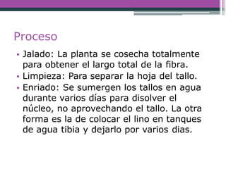 Proceso
• Jalado: La planta se cosecha totalmente
para obtener el largo total de la fibra.
• Limpieza: Para separar la hoja del tallo.
• Enriado: Se sumergen los tallos en agua
durante varios días para disolver el
núcleo, no aprovechando el tallo. La otra
forma es la de colocar el lino en tanques
de agua tibia y dejarlo por varios dias.
 