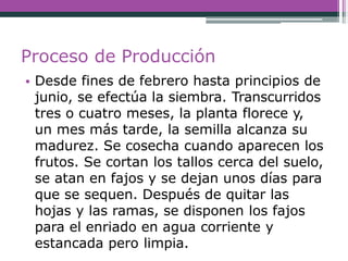 Proceso de Producción
• Desde fines de febrero hasta principios de
junio, se efectúa la siembra. Transcurridos
tres o cuatro meses, la planta florece y,
un mes más tarde, la semilla alcanza su
madurez. Se cosecha cuando aparecen los
frutos. Se cortan los tallos cerca del suelo,
se atan en fajos y se dejan unos días para
que se sequen. Después de quitar las
hojas y las ramas, se disponen los fajos
para el enriado en agua corriente y
estancada pero limpia.
 