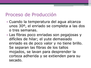 Proceso de Producción
• Cuando la temperatura del agua alcanza
unos 30º, el enriado se completa a las dos
o tres semanas.
• Las fibras poco enriadas son pegajosas y
difíciles de hilar; el yute demasiado
enriado es de poco valor y no tiene brillo.
Se separan las fibras de los tallos
mojados, se lavan para desprender la
corteza adherida y se extienden para su
secado.
 