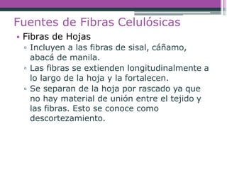 Fuentes de Fibras Celulósicas
• Fibras de Hojas
▫ Incluyen a las fibras de sisal, cáñamo,
abacá de manila.
▫ Las fibras se extienden longitudinalmente a
lo largo de la hoja y la fortalecen.
▫ Se separan de la hoja por rascado ya que
no hay material de unión entre el tejido y
las fibras. Esto se conoce como
descortezamiento.
 