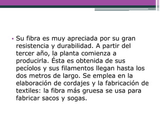 • Su fibra es muy apreciada por su gran
resistencia y durabilidad. A partir del
tercer año, la planta comienza a
producirla. Ésta es obtenida de sus
pecíolos y sus filamentos llegan hasta los
dos metros de largo. Se emplea en la
elaboración de cordajes y la fabricación de
textiles: la fibra más gruesa se usa para
fabricar sacos y sogas.
 