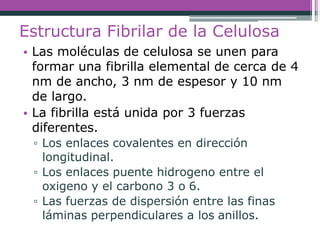 Estructura Fibrilar de la Celulosa
• Las moléculas de celulosa se unen para
formar una fibrilla elemental de cerca de 4
nm de ancho, 3 nm de espesor y 10 nm
de largo.
• La fibrilla está unida por 3 fuerzas
diferentes.
▫ Los enlaces covalentes en dirección
longitudinal.
▫ Los enlaces puente hidrogeno entre el
oxigeno y el carbono 3 o 6.
▫ Las fuerzas de dispersión entre las finas
láminas perpendiculares a los anillos.
 