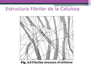 Estructura Fibrilar de la Celulosa
 