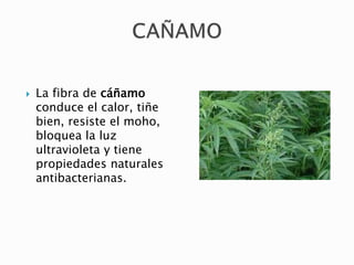  La fibra de cáñamo
conduce el calor, tiñe
bien, resiste el moho,
bloquea la luz
ultravioleta y tiene
propiedades naturales
antibacterianas.
 