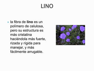  la fibra de lino es un
polímero de celulosa,
pero su estructura es
más cristalina
haciéndola más fuerte,
rizada y rígida para
manejar, y más
fácilmente arrugable.
LINO
 