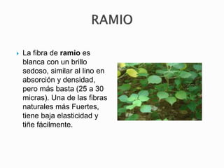  La fibra de ramio es
blanca con un brillo
sedoso, similar al lino en
absorción y densidad,
pero más basta (25 a 30
micras). Una de las fibras
naturales más Fuertes,
tiene baja elasticidad y
tiñe fácilmente.
 