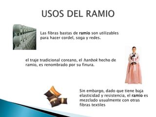 Las fibras bastas de ramio son utilizables
para hacer cordel, soga y redes.
el traje tradicional coreano, el hanbok hecho de
ramio, es renombrado por su finura.
Sin embargo, dado que tiene baja
elasticidad y resistencia, el ramio es
mezclado usualmente con otras
fibras textiles
 