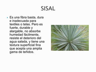  Es una fibra basta, dura
e inadecuada para
textiles o telas. Pero es
fuerte, durable y
alargable, no absorbe
humedad fácilmente,
resiste el deterioro del
agua salada, y tiene una
textura superficial fina
que acepta una amplia
gama de teñidos.
 