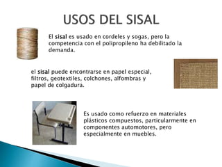 El sisal es usado en cordeles y sogas, pero la
competencia con el polipropileno ha debilitado la
demanda.
el sisal puede encontrarse en papel especial,
filtros, geotextiles, colchones, alfombras y
papel de colgadura.
Es usado como refuerzo en materiales
plásticos compuestos, particularmente en
componentes automotores, pero
especialmente en muebles.
 