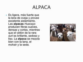  Es ligera, más fuerte que
la lana de oveja y provee
excelente aislamiento.
Las alpacas Huacayo
producen fibras suaves,
densas y cortas, mientras
que el vellón de la rara
suri es brillante, sedoso y
liso. La alpaca se mezcla
bien con la lana, el
mohair y la seda.
 