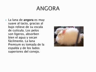  La lana de angora es muy
suave al tacto, gracias al
bajo relieve de su escala
de cutícula. Los pelos
son ligeros, absorben
bien el agua y secan
fácilmente. La lana
Premium es tomada de la
espalda y de los lados
superiores del conejo.
 