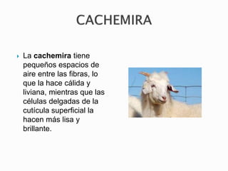  La cachemira tiene
pequeños espacios de
aire entre las fibras, lo
que la hace cálida y
liviana, mientras que las
células delgadas de la
cutícula superficial la
hacen más lisa y
brillante.
 