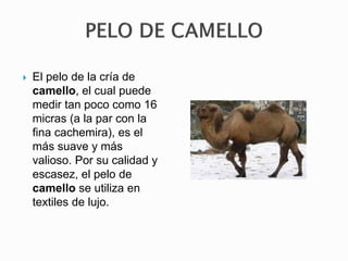  El pelo de la cría de
camello, el cual puede
medir tan poco como 16
micras (a la par con la
fina cachemira), es el
más suave y más
valioso. Por su calidad y
escasez, el pelo de
camello se utiliza en
textiles de lujo.
 