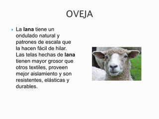  La lana tiene un
ondulado natural y
patrones de escala que
la hacen fácil de hilar.
Las telas hechas de lana
tienen mayor grosor que
otros textiles, proveen
mejor aislamiento y son
resistentes, elásticas y
durables.
 