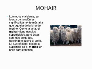  Luminosa y aislante, su
fuerza de tensión es
significativamente más alta
que aquella de la lana de
merino. Como la lana, el
mohair tiene escalas
superficiales, pero éstas
son más delgadas,
haciéndolo suave al tacto.
La luz reflejada desde la
superficie da al mohair un
brillo característico.
 