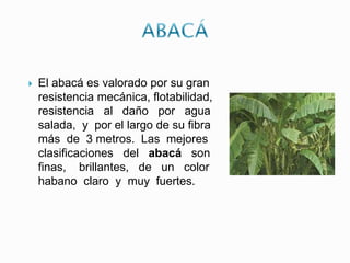 El abacá es valorado por su gran
resistencia mecánica, flotabilidad,
resistencia al daño por agua
salada, y por el largo de su fibra
más de 3 metros. Las mejores
clasificaciones del abacá son
finas, brillantes, de un color
habano claro y muy fuertes.
 