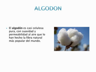  El algodón es casi celulosa
pura, con suavidad y
permeabilidad al aire que lo
han hecho la fibra natural
más popular del mundo.
 
