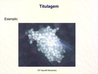 Titulagem Exemplo: 167 dtex/96 filamentos  