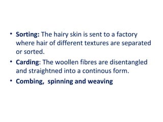 • Sorting: The hairy skin is sent to a factory 
where hair of different textures are separated 
or sorted. 
• Carding: The woollen fibres are disentangled 
and straightned into a continous form. 
• Combing, spinning and weaving 
 