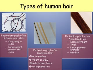 Types of human hair
Photomicrograph of an
African Head Hair
– Curly, wavy or
coiled
– Large pigment
granules that
clump
Photomicrograph of an
Asian Head Hair
– Coarse straight
– Thick
– Large pigment
granules
– Reddish
Photomicrograph of a
Caucasian Hair
•Fine to medium
•Straight or wavy
•Blonde, brown, black
•Even pigmentation
 