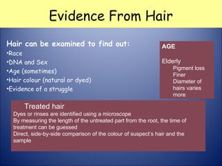 Race and AgeEvidence From Hair
Hair can be examined to find out:
•Race
•DNA and Sex
•Age (sometimes)
•Hair colour (natural or dyed)
•Evidence of a struggle
AGE
Elderly
Pigment loss
Finer
Diameter of
hairs varies
more
Treated hair
Dyes or rinses are identified using a microscope
By measuring the length of the untreated part from the root, the time of
treatment can be guessed
Direct, side-by-side comparison of the colour of suspect’s hair and the
sample
 