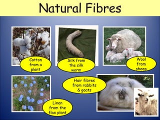 Cotton
from a
plant
Silk from
the silk
worm
Wool
from
sheep
Linen
from the
flax plant
Hair fibres
from rabbits
& goats
 