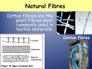 Natural Fibres
Cotton fibres are the
plant fibres most
commonly used in
textile materials.
Cotton fibres
 