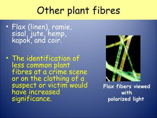 Other plant fibres
• Flax (linen), ramie,
sisal, jute, hemp,
kapok, and coir.
• The identification of
less common plant
fibres at a crime scene
or on the clothing of a
suspect or victim would
have increased
significance.
Flax fibers viewed
with
polarized light
 