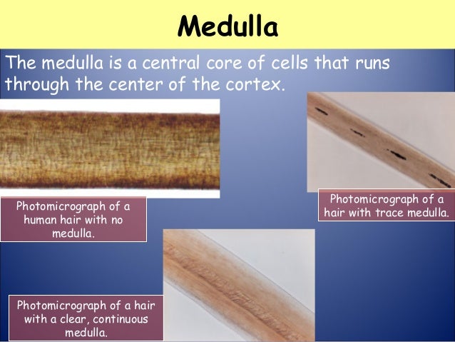 Fibre and hair analysis