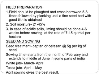 FIELD PREPARATION
1.Field should be ploughed and cross harrowed 5-6
times followed by planking until a fine seed bed with
good tilth is obtained
2. Soil moisture- 21-45%
3. In case of acidic soils, liming should be done 4-6
weeks before sowing at the rate of 7-15 quintal per
hectare
SEED AND SOWING
Seed treatment- captan or ceresan @ 5g per kg of
seed
Sowing time- starts from the month of February and
extends to middle of June in some parts of india
White jute- March- April
Tossa jute- April – May
April sowing gives the best result.
 