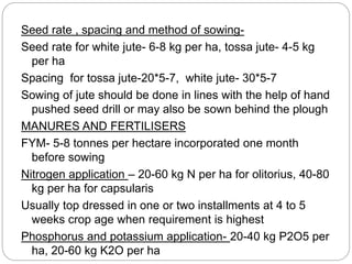 Seed rate , spacing and method of sowing-
Seed rate for white jute- 6-8 kg per ha, tossa jute- 4-5 kg
per ha
Spacing for tossa jute-20*5-7, white jute- 30*5-7
Sowing of jute should be done in lines with the help of hand
pushed seed drill or may also be sown behind the plough
MANURES AND FERTILISERS
FYM- 5-8 tonnes per hectare incorporated one month
before sowing
Nitrogen application – 20-60 kg N per ha for olitorius, 40-80
kg per ha for capsularis
Usually top dressed in one or two installments at 4 to 5
weeks crop age when requirement is highest
Phosphorus and potassium application- 20-40 kg P2O5 per
ha, 20-60 kg K2O per ha
 