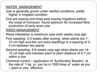 WATER MANAGEMENT
Jute is generally grown under rainfed conditions, yields
higher in irrigated condition
One pre sowing and three post sowing irrigations before
the onset of monsoon found optimum for increased fibre
production of early sown jute
WEED MANAGEMENT
Weed infestation is maximum upto sixth weeks crop age
First weeding- 2-3 weeks after sowing when plants are 7-
10 cm high and thin out extra seedlings to a spacing of 3-
4 cm between two plants
Second weeding- 5-6 weeks crop age when plants are 14-
15 cm high and maintain plant to plant distance of 5-7 cm
within a row
Chemical control – application of fluchloralin( Basalin) at
the rate of 1 kg a.i. per ha in 1000 litres of water as pre
– plant is very effective.
 