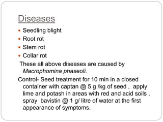Diseases
 Seedling blight
 Root rot
 Stem rot
 Collar rot
These all above diseases are caused by
Macrophomina phaseoli.
Control- Seed treatment for 10 min in a closed
container with captan @ 5 g /kg of seed , apply
lime and potash in areas with red and acid soils ,
spray bavistin @ 1 g/ litre of water at the first
appearance of symptoms.
 